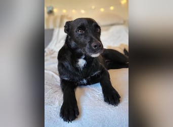 LEMMY❤️in 21075 Hamburg: ein harmonischer, treuer Begleiter sucht sein Happy End