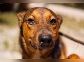 HUGO❤️wer zeigt diesem liebenswerten Charmeur, wie sich Zuhause anfühlt?