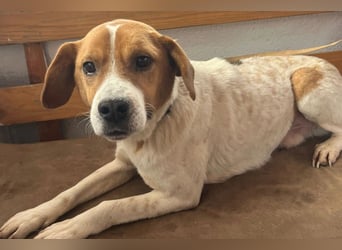 Sony ❤️ Familienhund mit großem Herzen