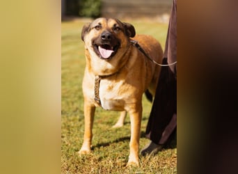 liebenswerter LINO❤️zutraulich, sozial & aufgeschlossen