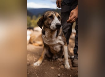 Prachtbursche Pero - ein toller Familienhund sozial, klug, lieb