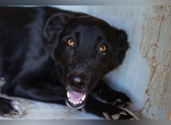 GARA❤️ruhige, sanfte und menschenbezogene Kuschelperle