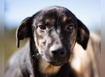 FRIDA❤️Terrier-Mix-Sonnenscheinchen sucht ihr Zuhause voller Liebe