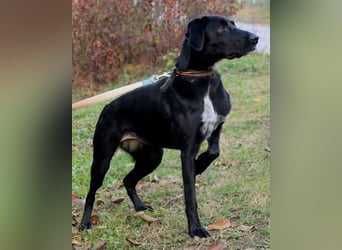 Xena - lebensfrohe, aktive, liebe Hündin