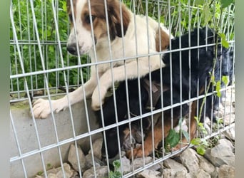 Kleine schüchterne Vaiana sucht Liebe, Vertrauen und Treue