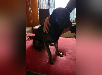 Notfellchen SHADOW❤️in 69198 Schriesheim, dringend Not-PS oder Für-Immer-Zuhause gesucht
