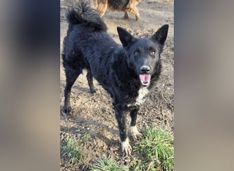Betty ❤️ kuschlige, verspielte junge Hundedame