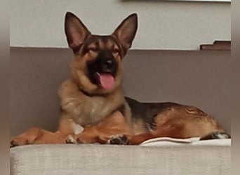 Liebevolles Fellnäschen Bebo -  liebt jeden, ob Mensch, Hund oder Katze