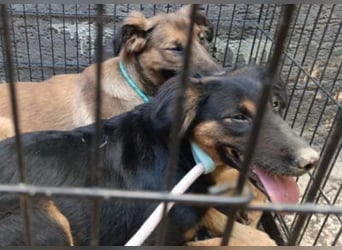 Schüchterne Crissi - braucht Liebe und Halt