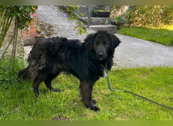 BIMBO❤️freundlicher, ruhiger Fellschnuffel - liebt einfach alles und jeden um sich herum