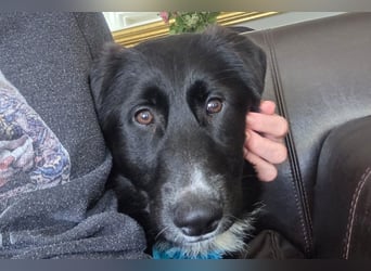 Sienna süße junge Schäfi-Mix-Schnute wartet bereits in 45711 Datteln