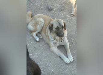 Sofia ♥️ liebe und aktive HSH-Mix-Junghündin