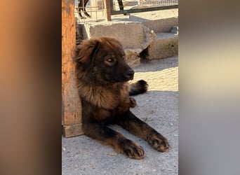 Bub ♥Bertie♥ lieber, fröhlicher Jungrüde