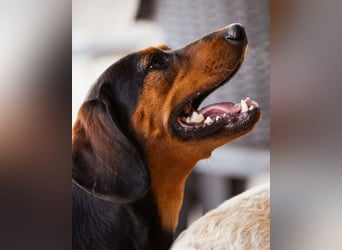 Lieber & menschenbezogener Jimmy ❤️ sucht sein neues Zuhause