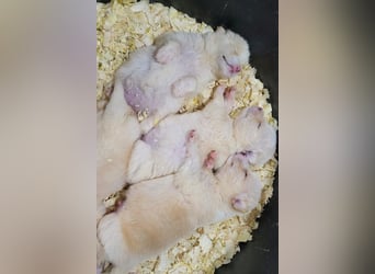 Welpin ♥Tina♥ hofft nun darauf ihre lieben & treuen Menschen zu finden