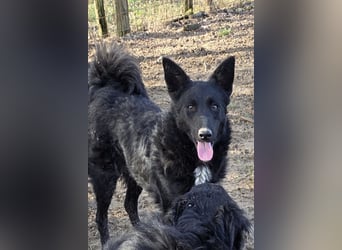Betty ❤️ kuschlige, verspielte junge Hundedame