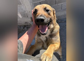 XAVER❤️entzückender, lustiger Jungrüde auf dringender Körbchensuche!