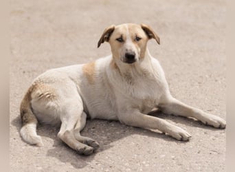 Liebe Nala möchte bei dir einziehen
