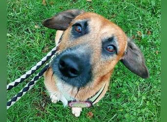 Toller Rüde ♥ Taro ♥ wartet bereits in 24885 Sieverstedt