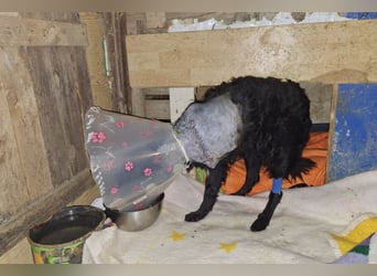 Nox ❤️ liebevoller Kämpfer auf 3-Beinen