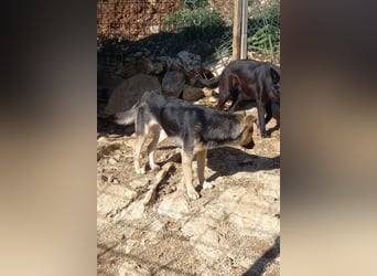 Zana ❤️ freundliche, sanfte junge Hündin