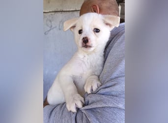 Welpin ♥Tara♥ sucht Schutz & Liebe