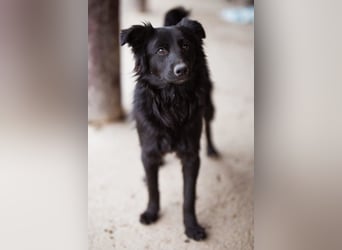 Filou ❤️ verspielter, so lieber Jungrüde