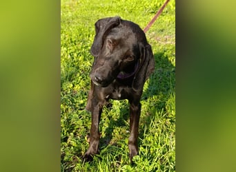 Luna ❤️ fröhliches, aktives Hundemädchen