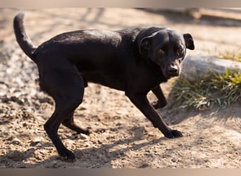 Coolio - wunderbar fröhlicher aktiver Bub