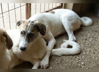 Junghündin♥ Liv-Marie ♥ liebstes Pfotenherz sucht zeitnah Pflegestelle,am Besten ihre eigene Familie