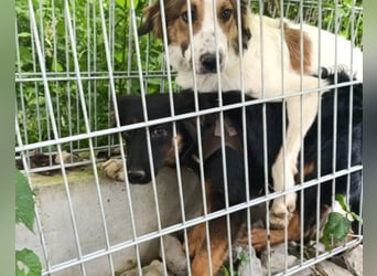 Kleine schüchterne Vaiana sucht Liebe, Vertrauen und Treue