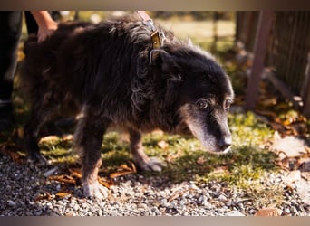 OldLady Srećka hat Sehnsucht nach Liebe