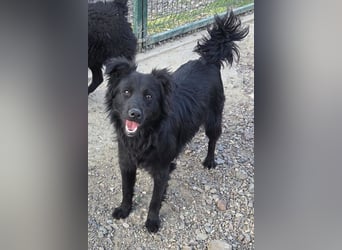 Filou ❤️ verspielter, so lieber Jungrüde