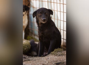 Black-Beau ♥ Sasha ♥ noch schüchtern - verständlich - aber herzlich