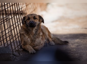 Ben ❤️ schmusiger, schüchterner Hundebub