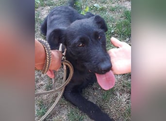 Traumhündin Ebony ❤️ verträglich, lieb, offen!