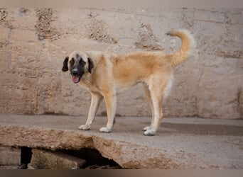 Sofia ♥️ liebe und aktive HSH-Mix-Junghündin