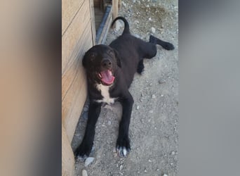 Herziges Welpenmädl Ava ❤️ so lieb, neugierig & verspielt!
