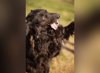 Norman - ein rundum toller Rüde