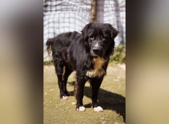 GARO❤️verschmuster, sanfter und liebevoller Begleiter