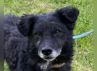 BIMAL❤️lieber, ruhiger Familienhund und katzenverträglich