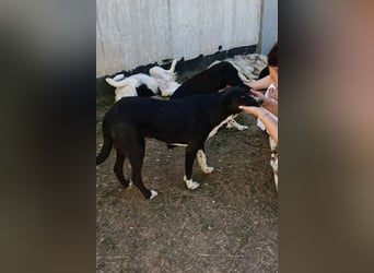 Liebster ♥ Yuri ♥ ein liebenswerter sozialer toller Rüde und Fellkumpel