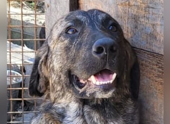 Ludwig ❤️ unser lieber, verschmuster Jungrüde!