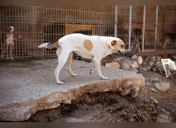 Liebe Nala möchte bei dir einziehen