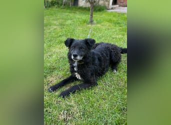 BIMAL❤️lieber, ruhiger Familienhund und katzenverträglich