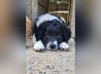 Süße Welpin ♥Suki♥ sucht ihre Menschen