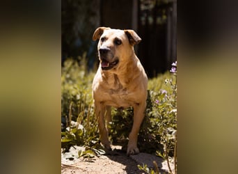 OldBoy ♥Gringo♥ sanft, aufgeschlossen, kinder-u.katzenlieb