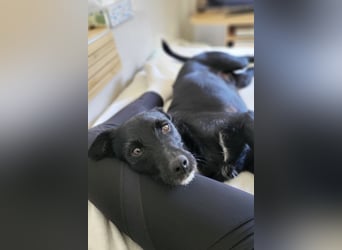 LEMMY❤️in 21075 Hamburg: ein harmonischer, treuer Begleiter sucht sein Happy End