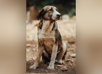 Prachtbursche ♥ Pero ♥ toller Familienhund; lieb, sozial, klug, auch verkuschelt