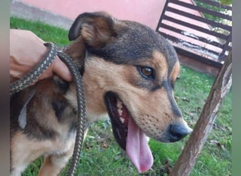 freundliche, liebevolle Mix-Hundedame Lizzy